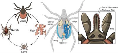 Sharing the Ride: Ixodes scapularis Symbionts and Their Interactions